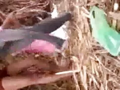 जर्मन भोजपुरी हिंदी  ...