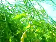 मेरे चेहरे पर हिंदी  ...